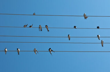 I walk the line poetry course