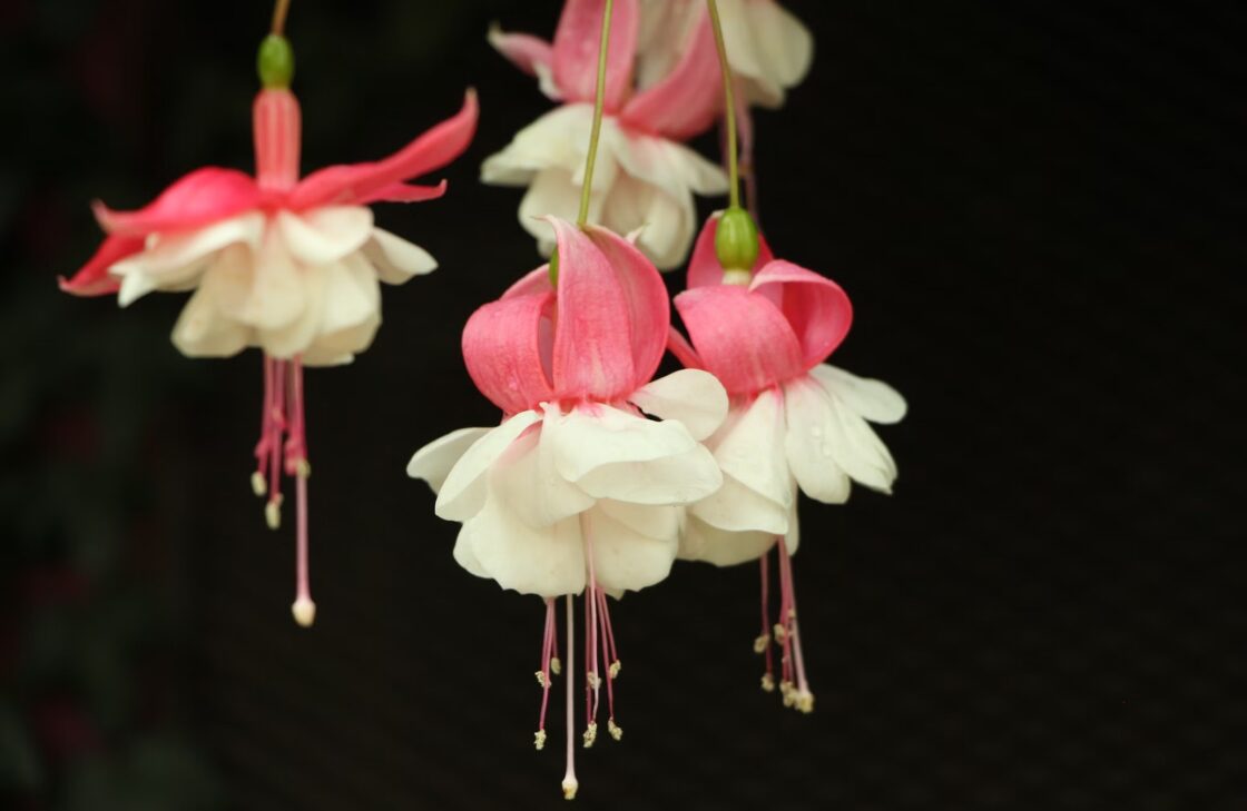 pen and pictures writing for photographers