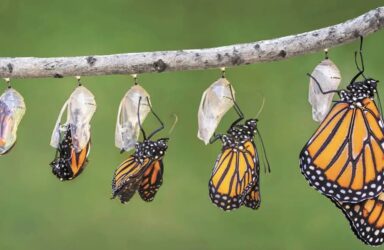 Radical Revision: Get Your Poems Published